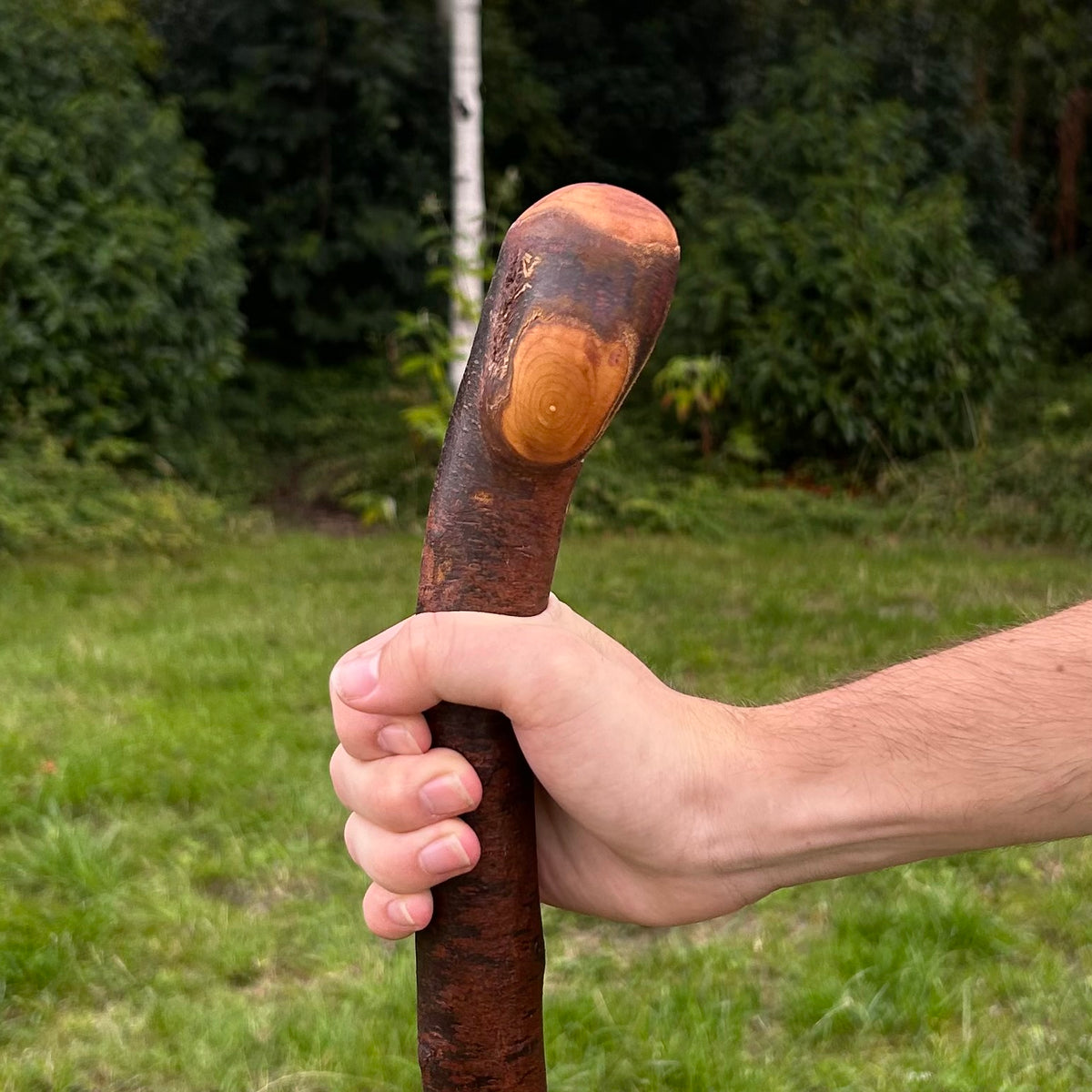 Mature Blackthorn Shillelagh with Knob Handle – 103 cm (40.6”)
