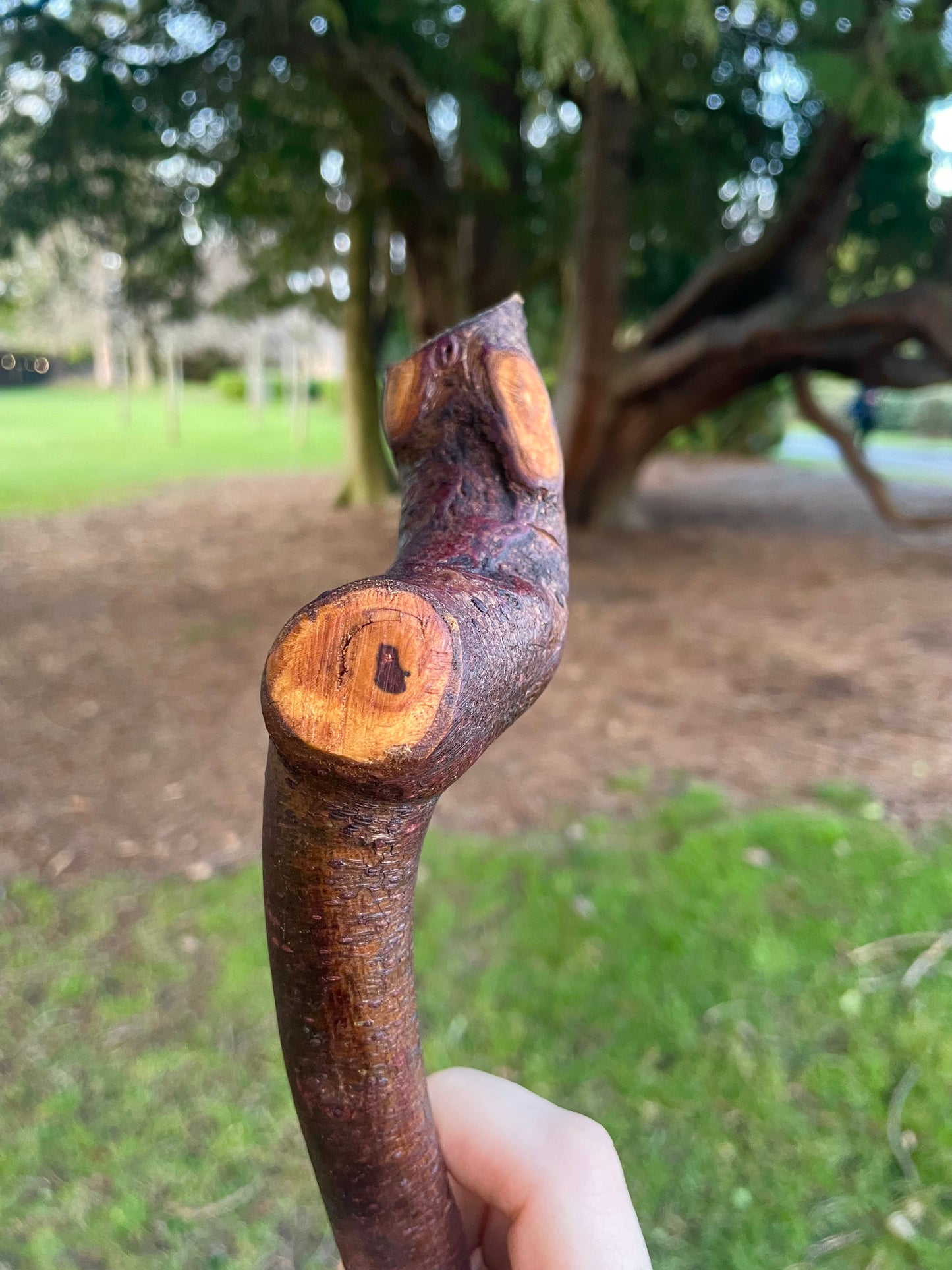 Blackthorn walking stick with sloped Handle