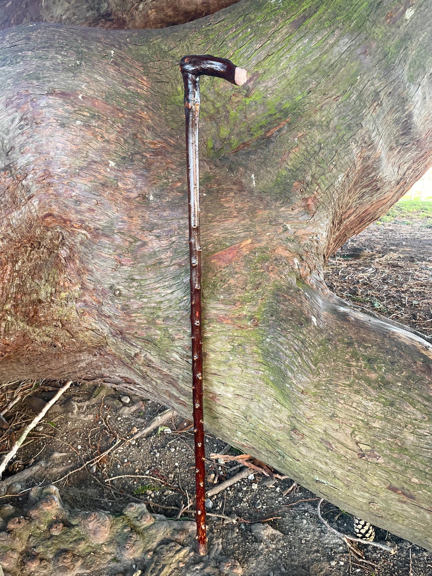 Bumpy Blackthorn walking stick with L Handle