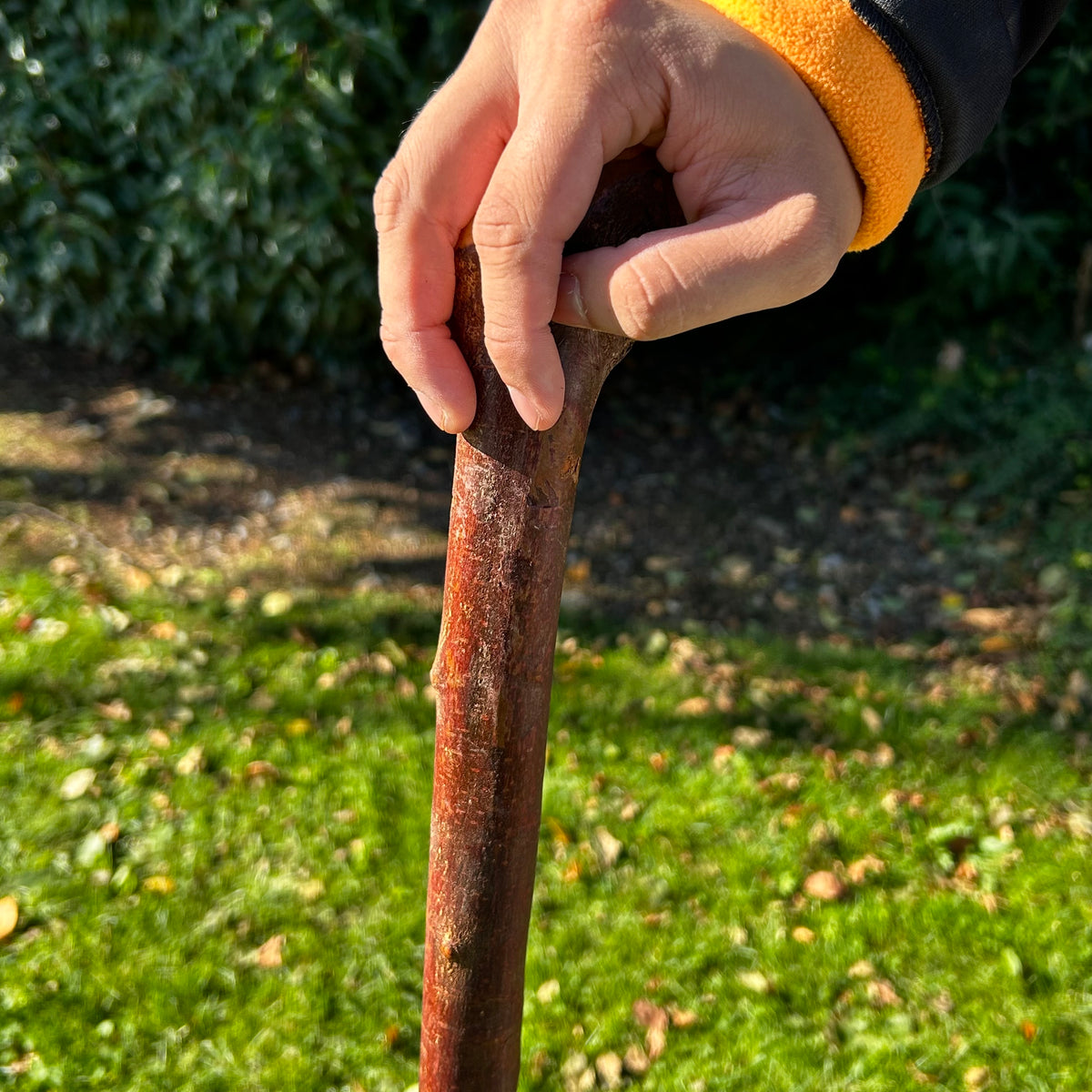 Knarly Root Ball Blackthorn Shillelagh – 92 cm (36.2”)
