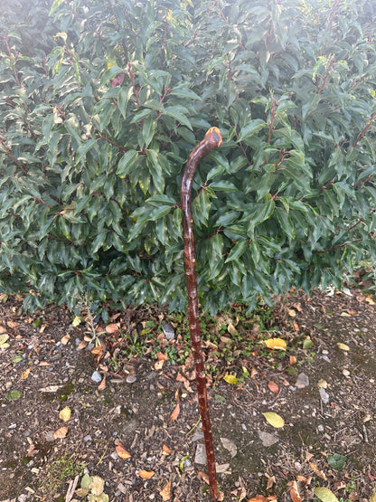 Sold - Blackthorn Walking Stick with Small Curved Handle – 98cm