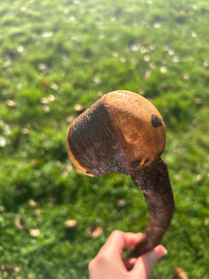 Blackthorn Walking Stick with Round Handle - 95 cm / 37.4 inches