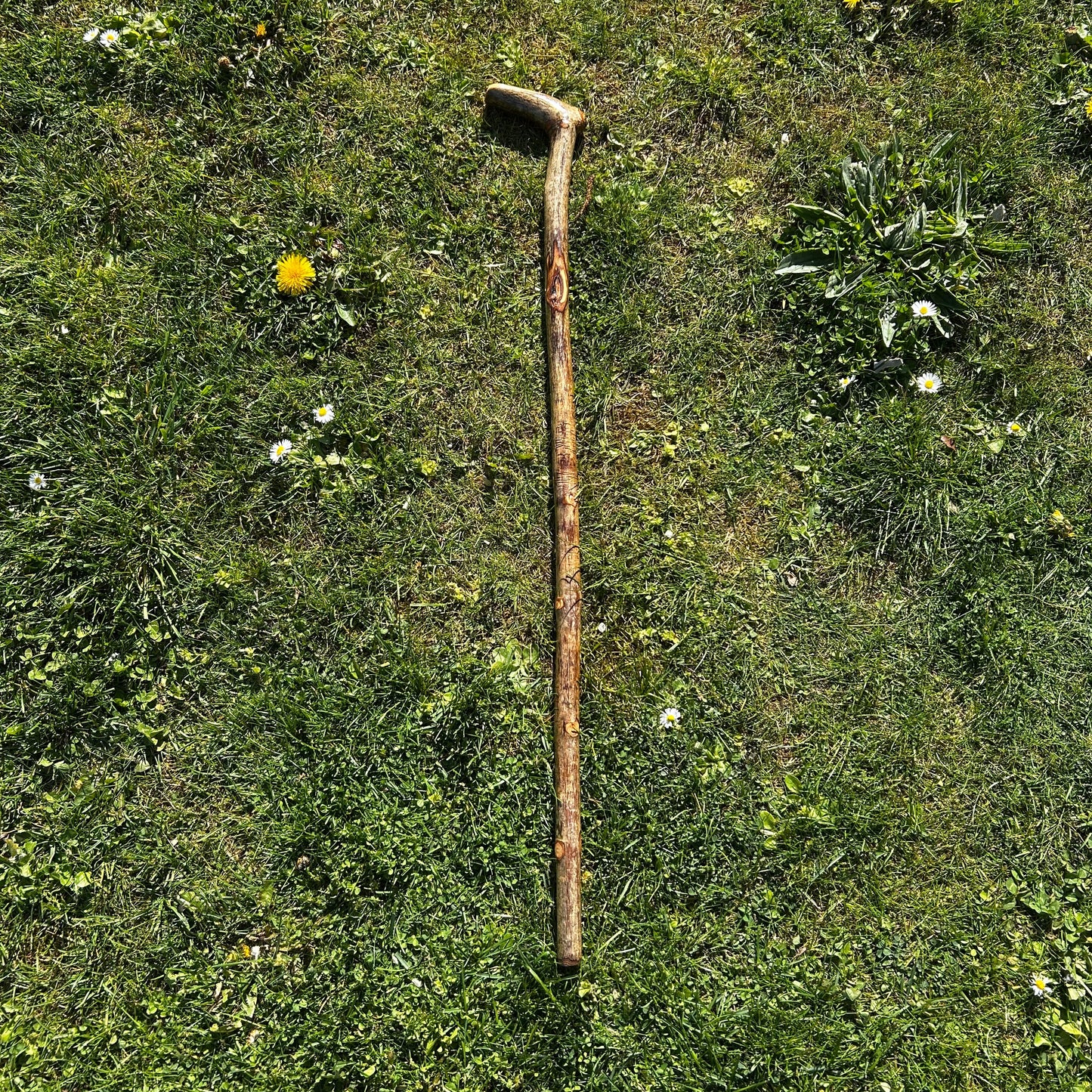 Hazel “Door Knocker” Shillelagh – 90 cm (35.4”)