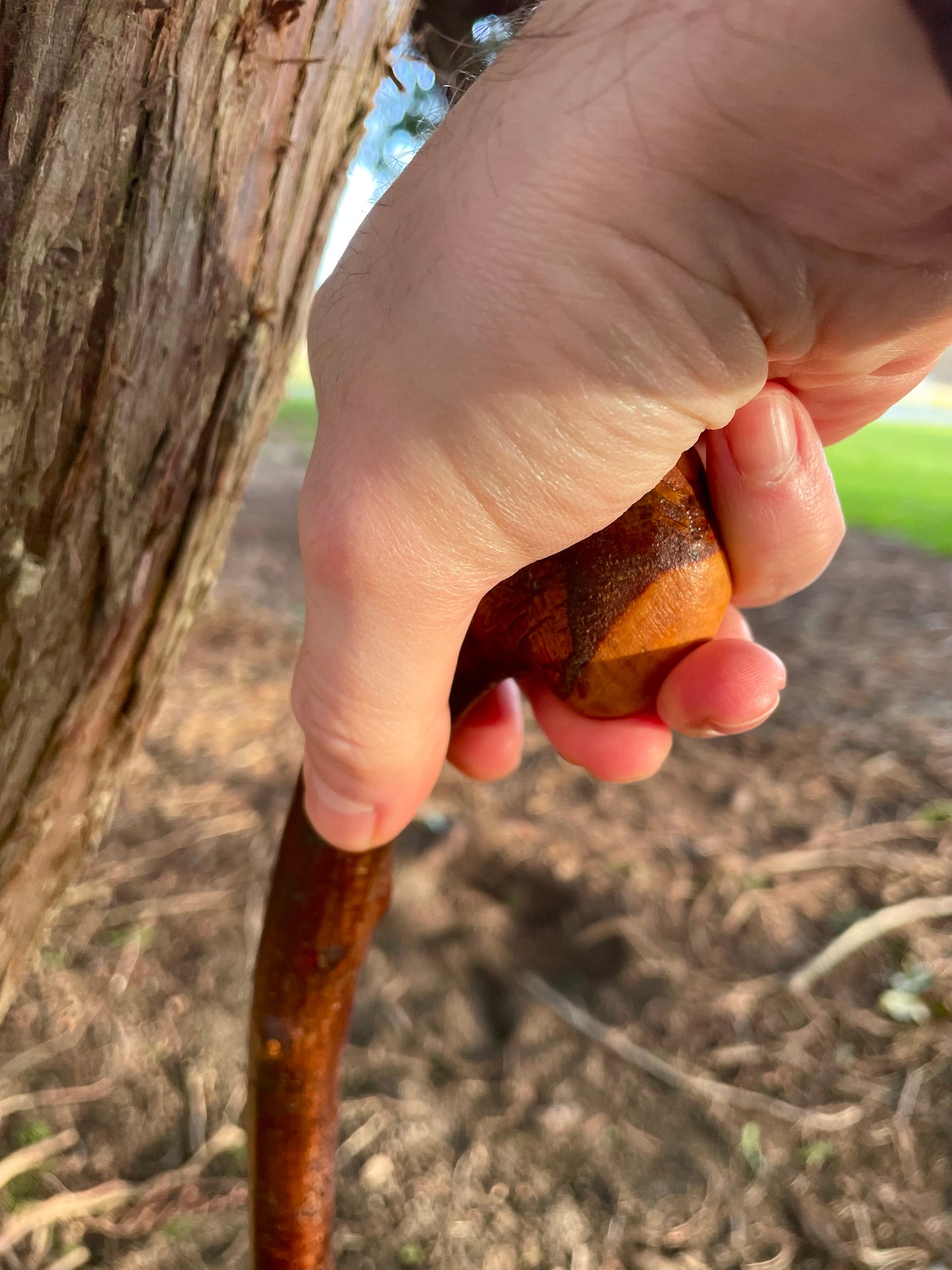 Blackthorn stick with knob