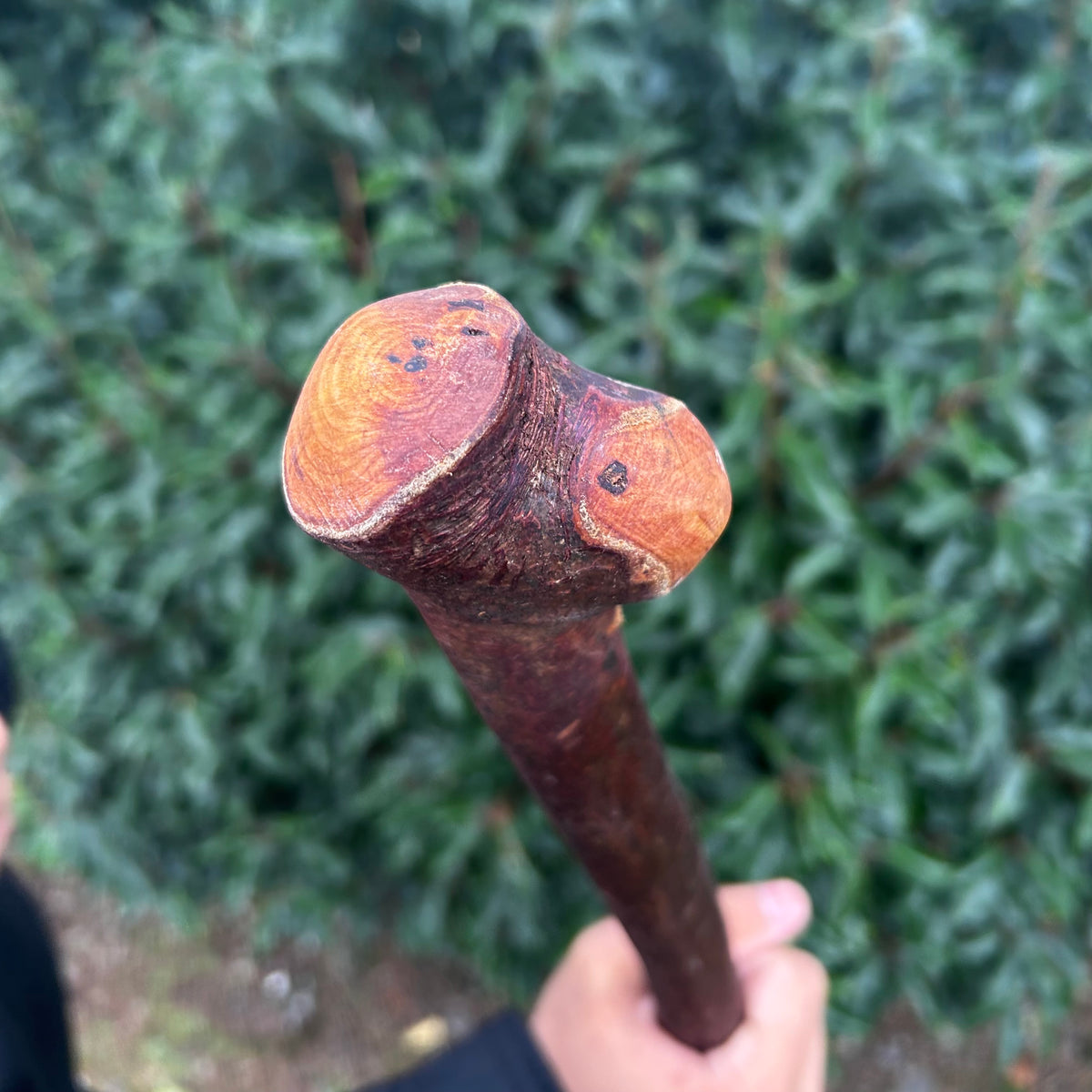 Irish Walking Stick with Small Knob Handle – 95 cm (37.4”)