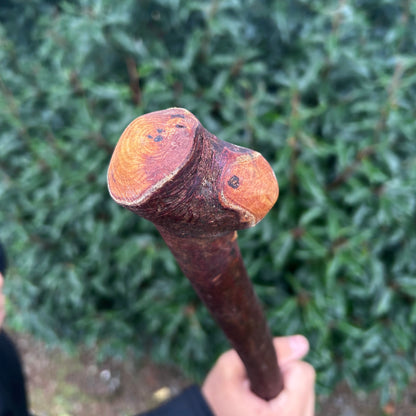 Irish Walking Stick with Small Knob Handle – 95 cm (37.4”)