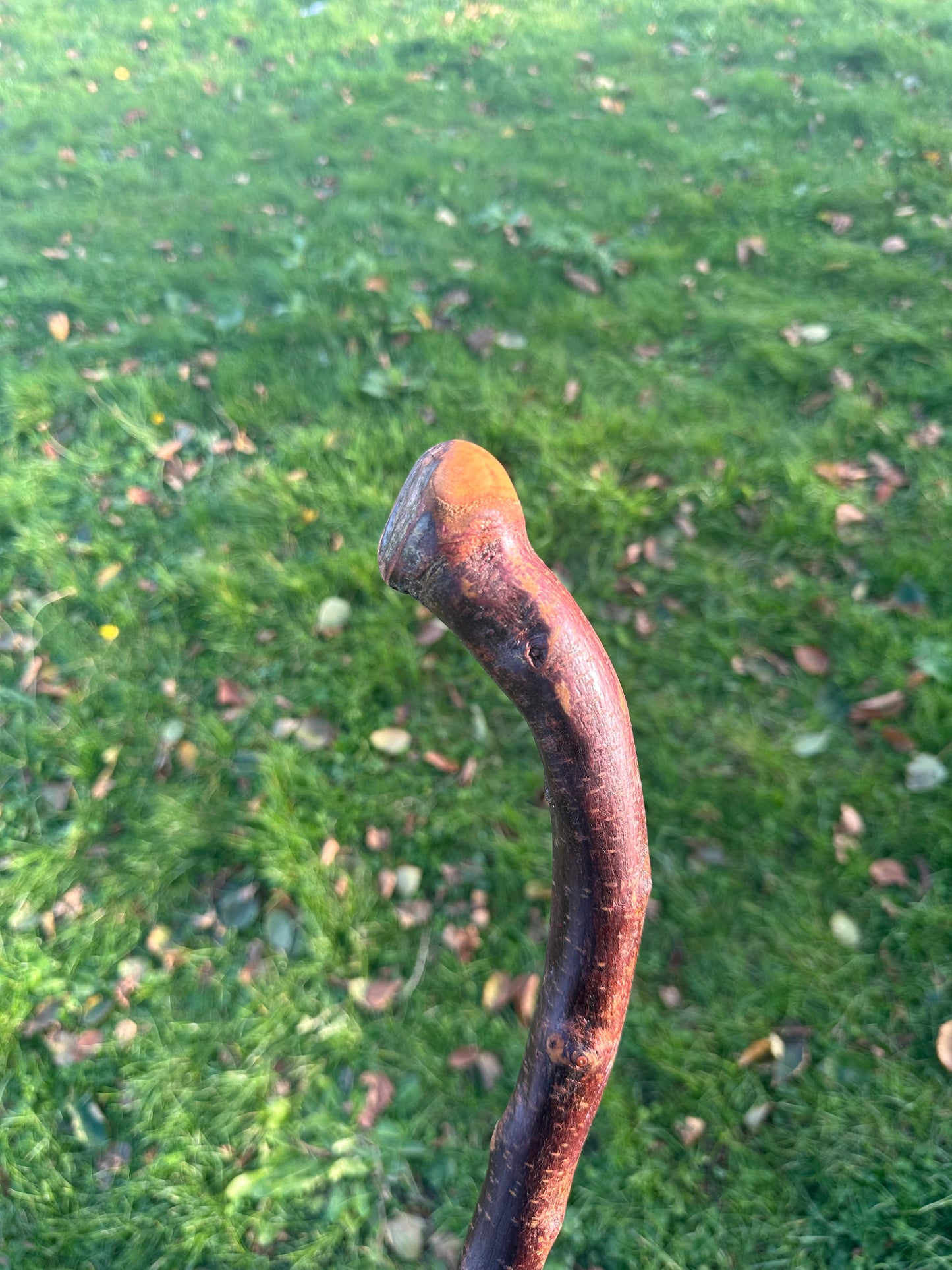 Blackthorn Walking Stick with Small Curved Handle – 98cm