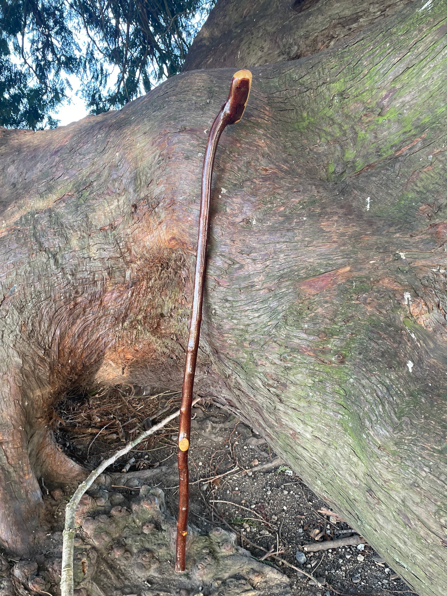 Blackthorn walking stick with rounded Handle