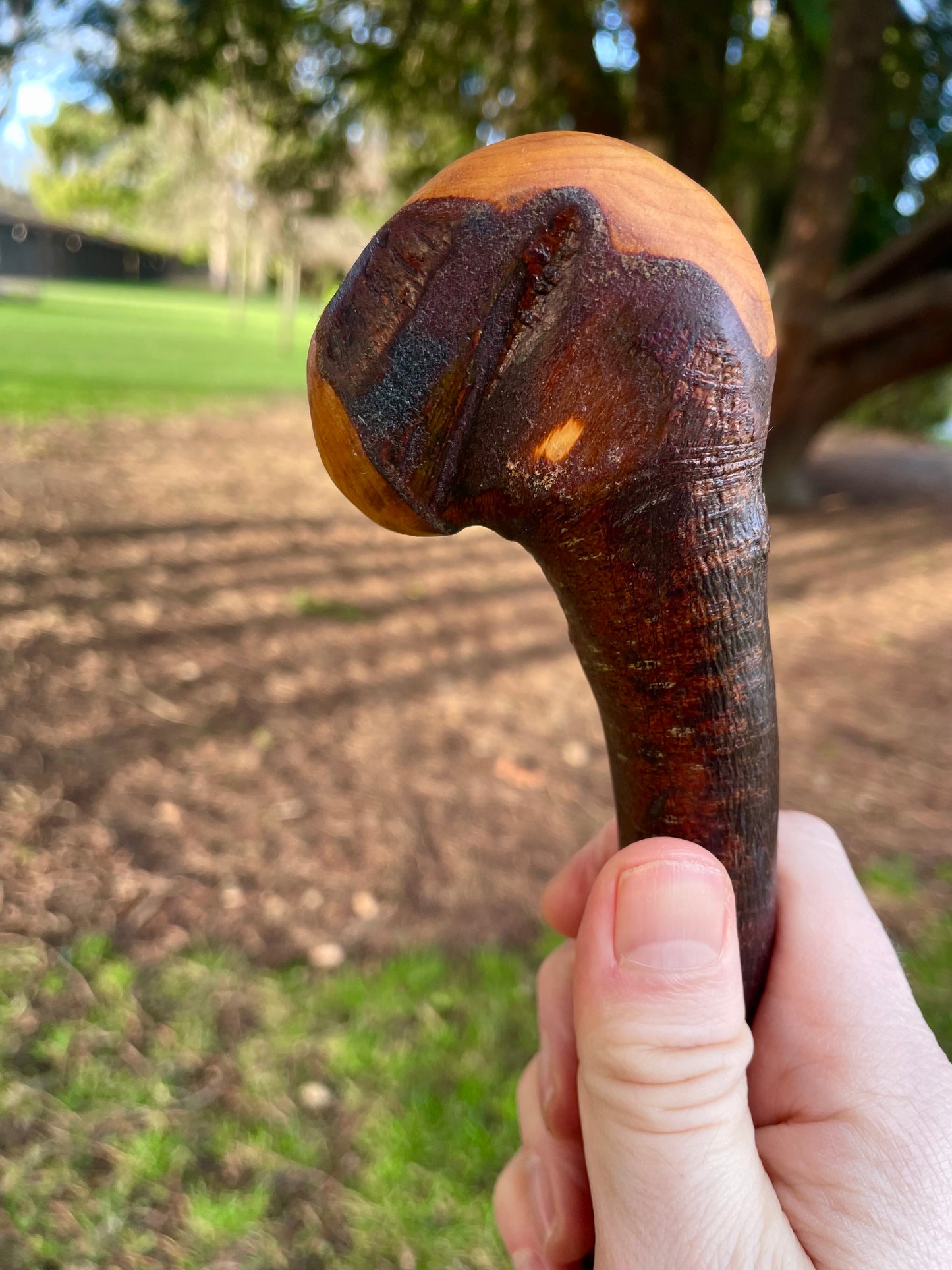 Knob & Curve Blackthorn | Irish Walking Sticks