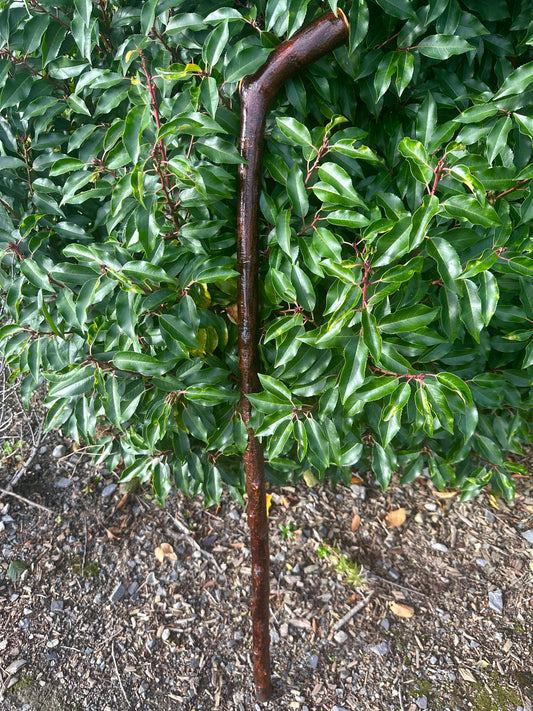 Blackthorn Walking Stick with L Handle - 110 cm / 43 inches