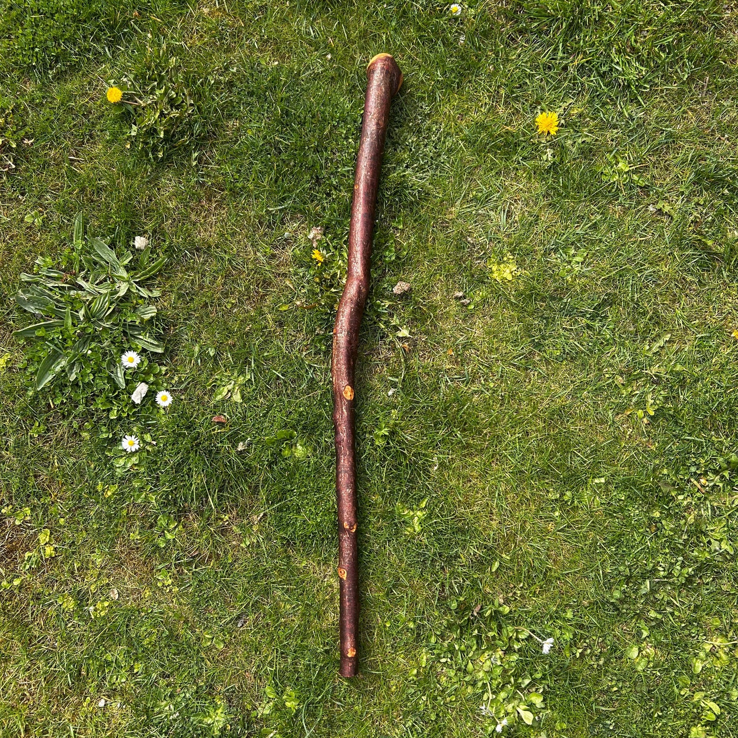 Blackthorn Shillelagh with Small Knob Head – 89 cm (35”)
