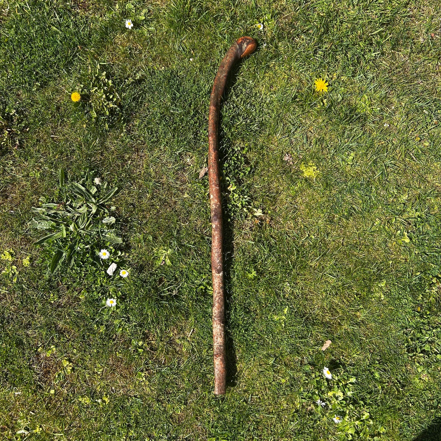 Humpy Hugh Shillelagh – 90 cm (35.4”)