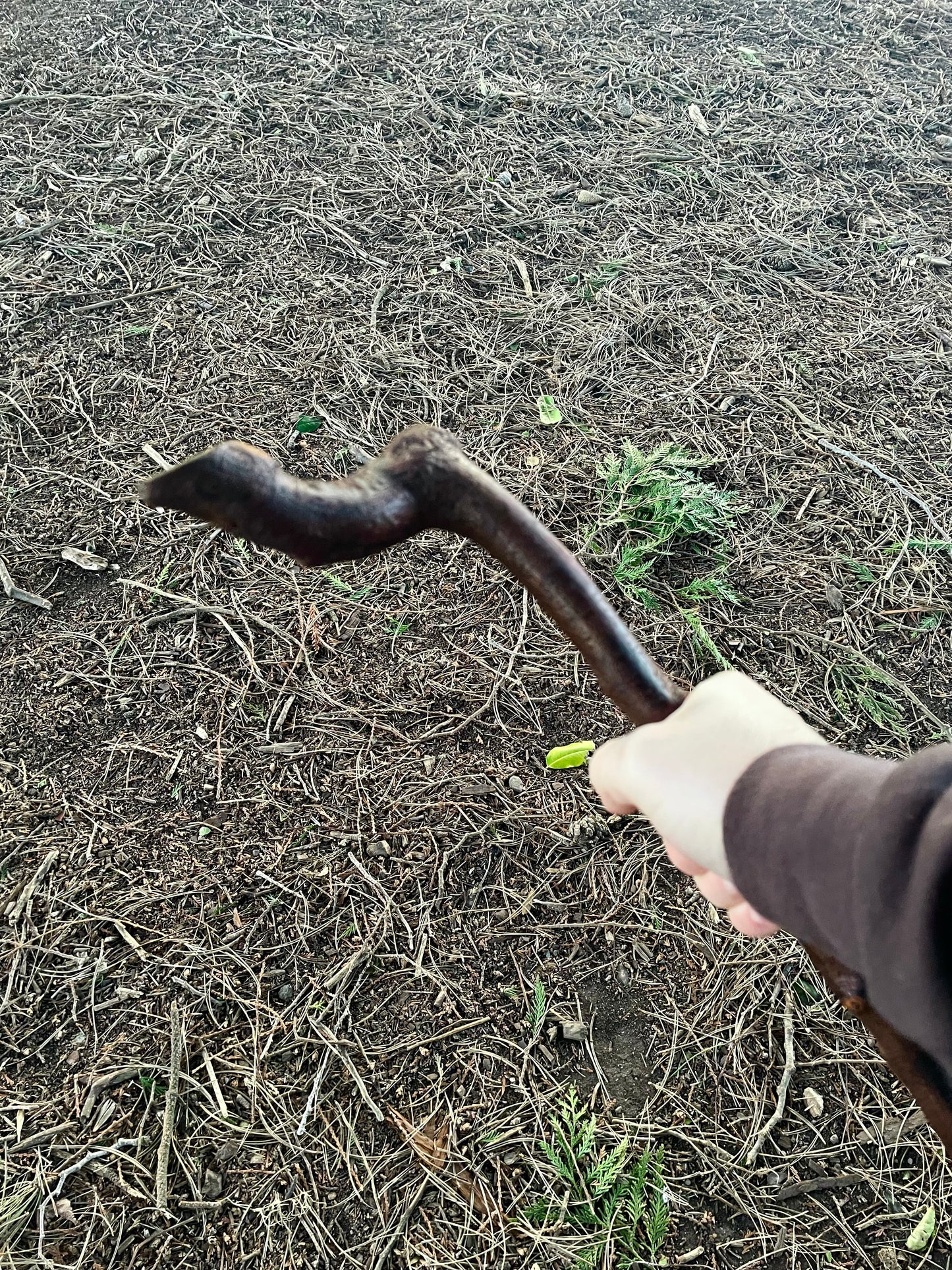 Blackthorn walking stick with sloped Handle