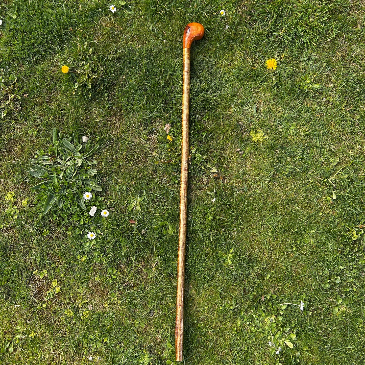 Luxury Hazel Two-Piece Shillelagh with Spalted Beech Handle – 100 cm (39.4”)