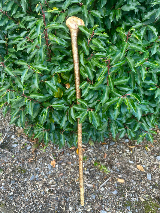 Hazel Walking Stick with Round Handle 97 cm / 38 inches