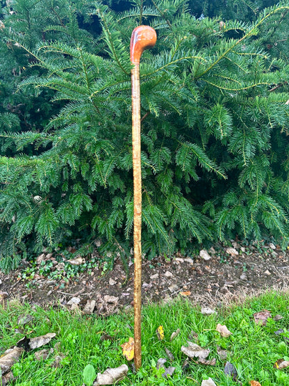 Hazel Walking Stick with Spalted Yew Head – 39.5”