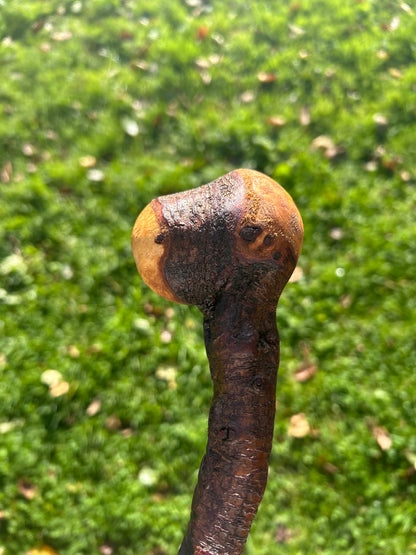 Blackthorn Walking Stick with Round Handle - 95 cm / 37.4 inches