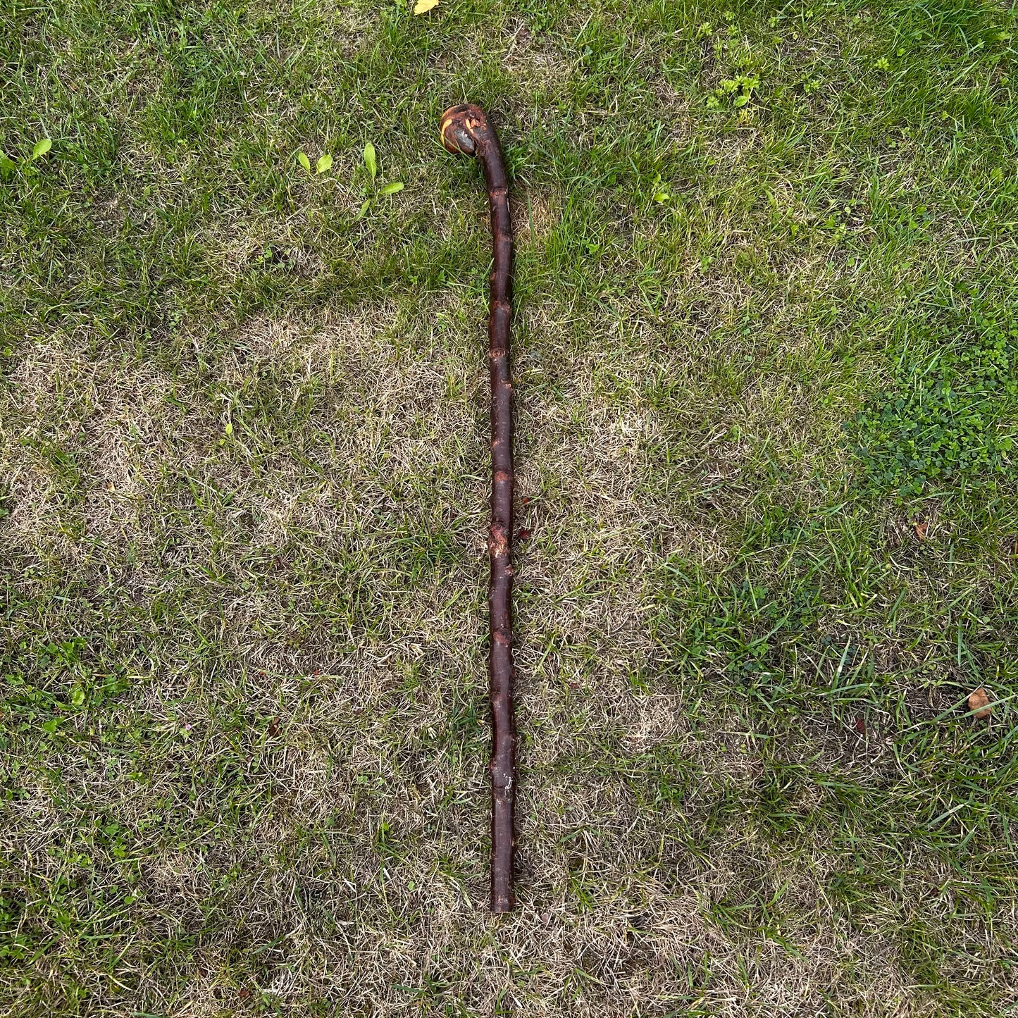 Large Round Knob Blackthorn Shillelagh – 99 cm (39”)