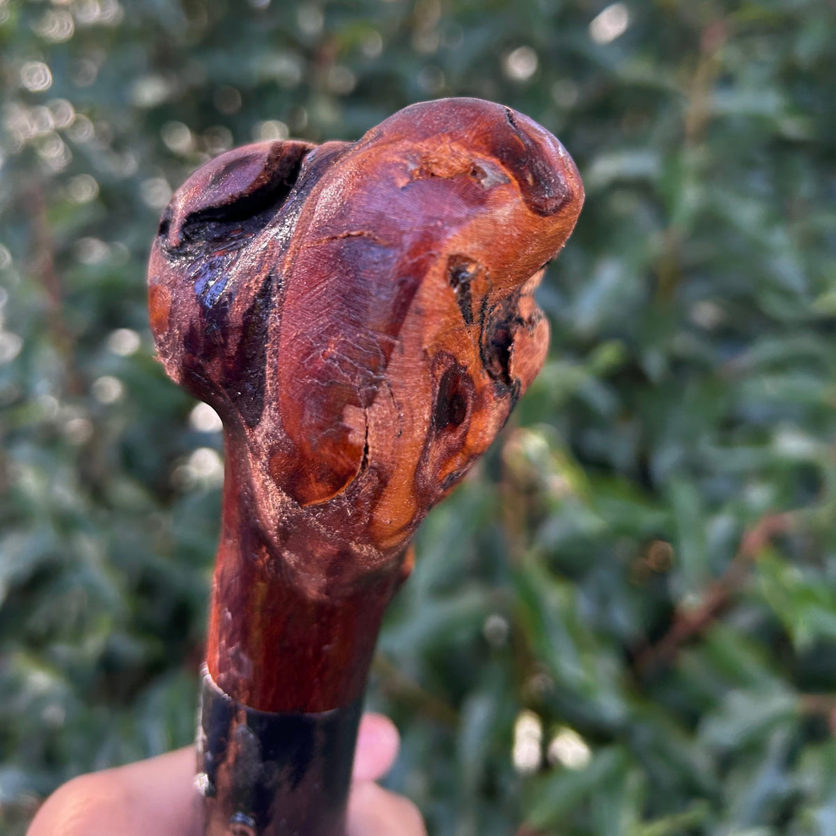 Large Root Ball Blackthorn Shillelagh – 110 cm (43.3”)