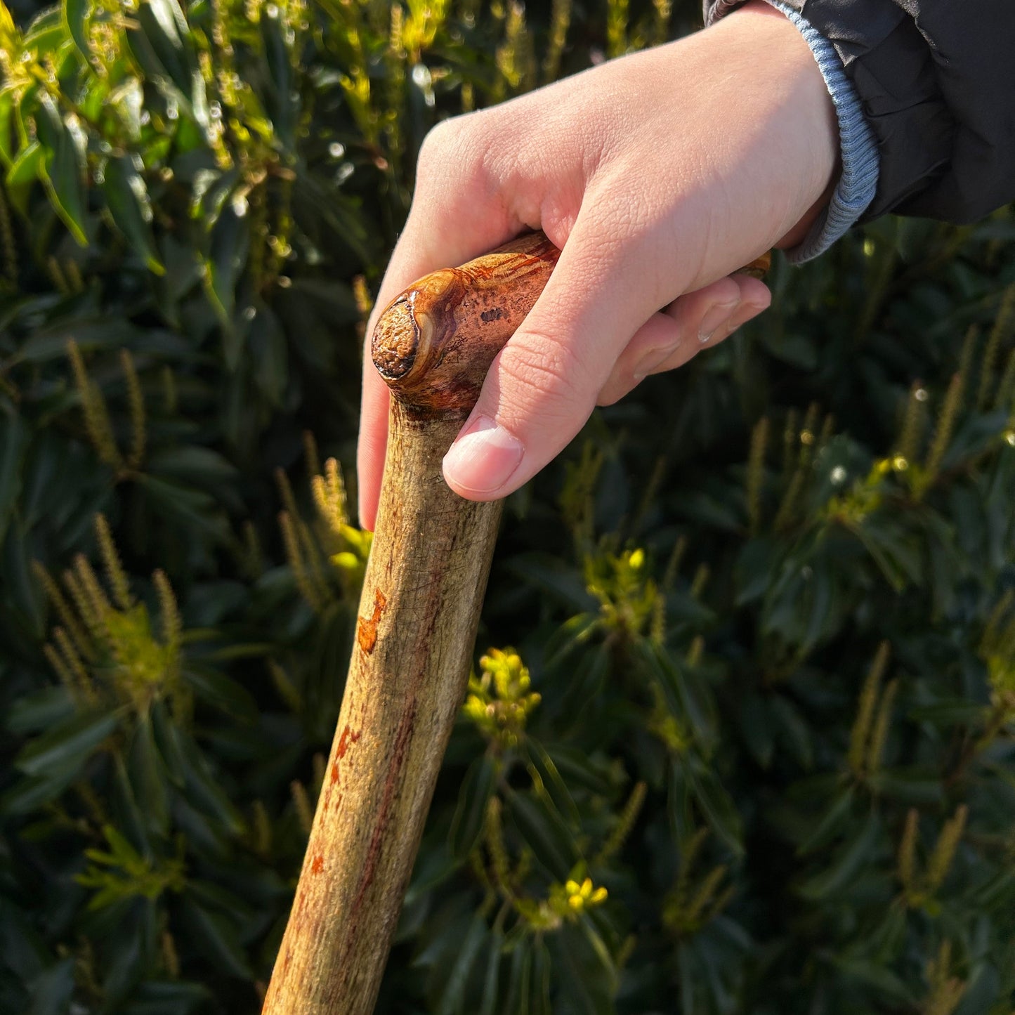 Hazel “Door Knocker” Shillelagh – 90 cm (35.4”)