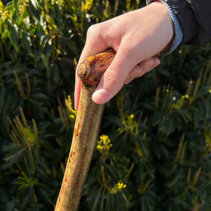 Hazel “Door Knocker” Shillelagh – 90 cm (35.4”)