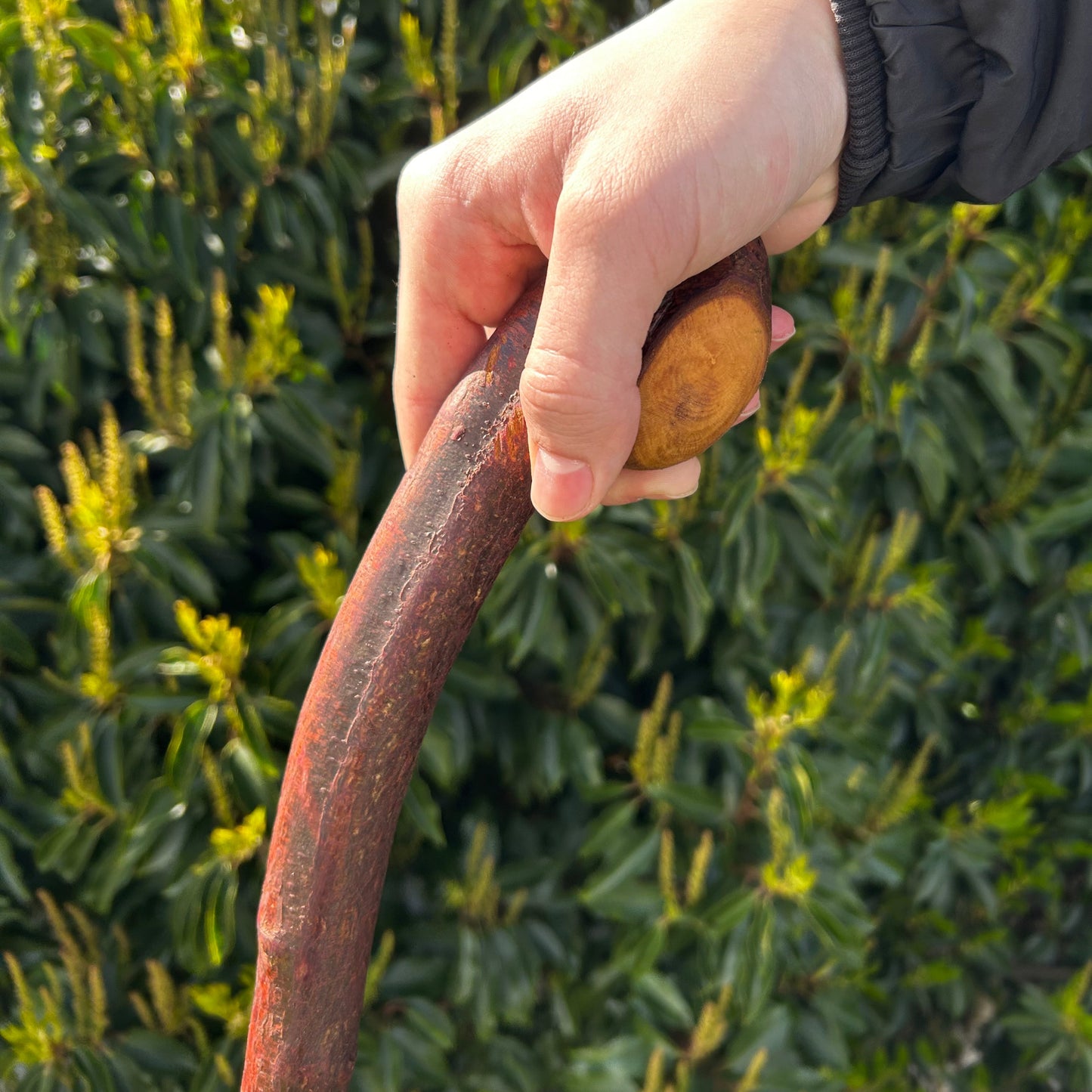 Rustic Blackthorn Shillelagh Root Ball Handle – 95 cm (37.4”)