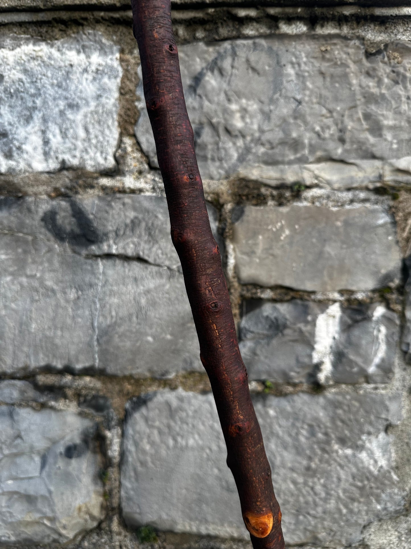 Blackthorn Walking Stick with Tidy Knob Head – 97 cm (38.1”)