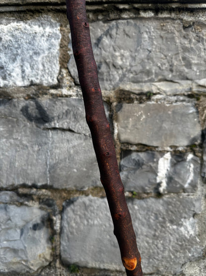 Blackthorn Walking Stick with Tidy Knob Head – 97 cm (38.1”)