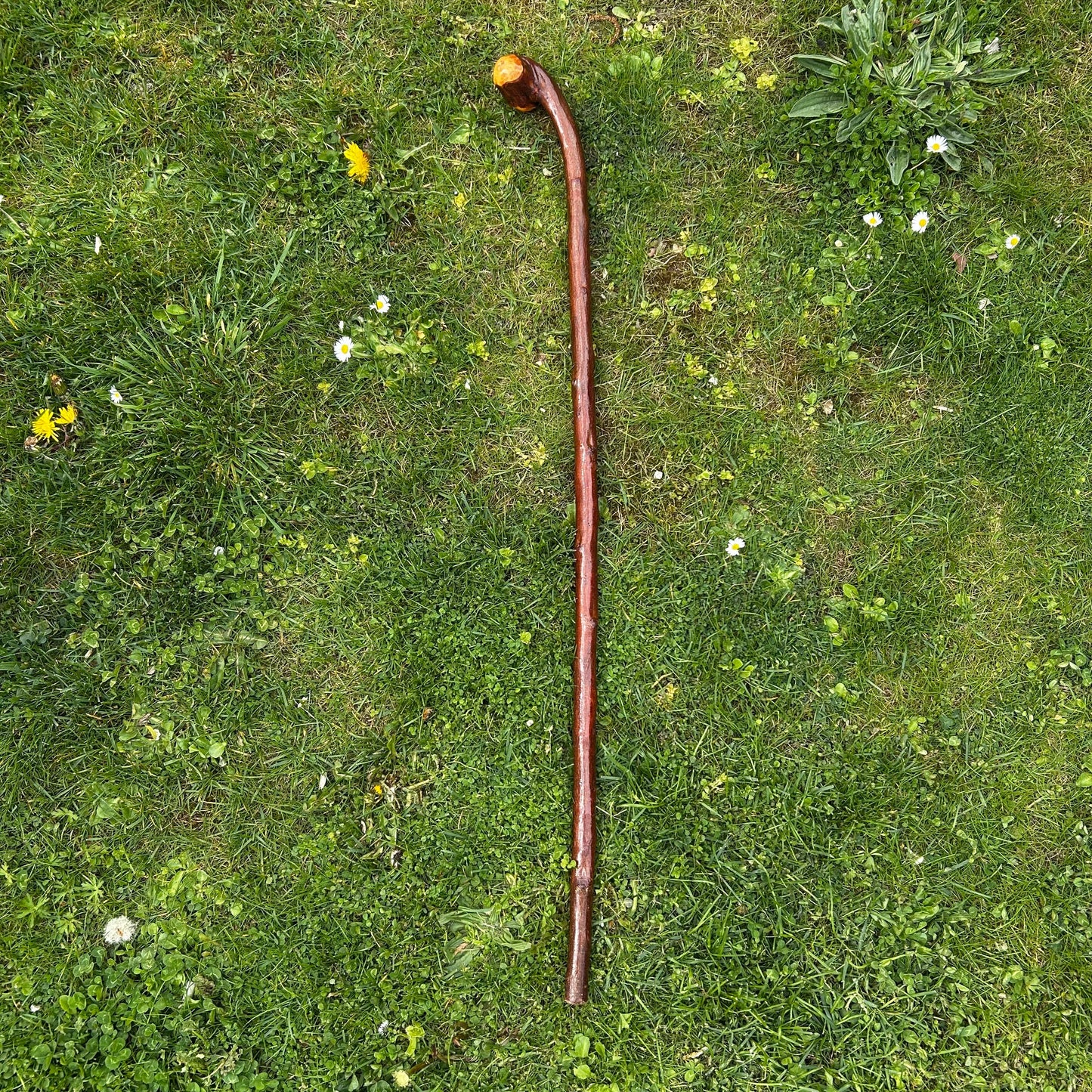 Blackthorn Shillelagh Knob Stick with Varnish Finish – 101 cm (39.7”)