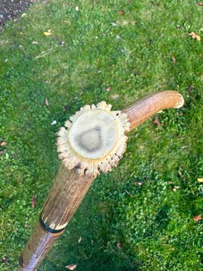 Hazel Walking Stick with Deer Antler Handle - 100 cm / 39 inches
