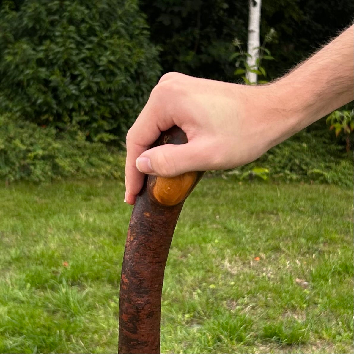 Mature Blackthorn Shillelagh with Knob Handle – 103 cm (40.6”)