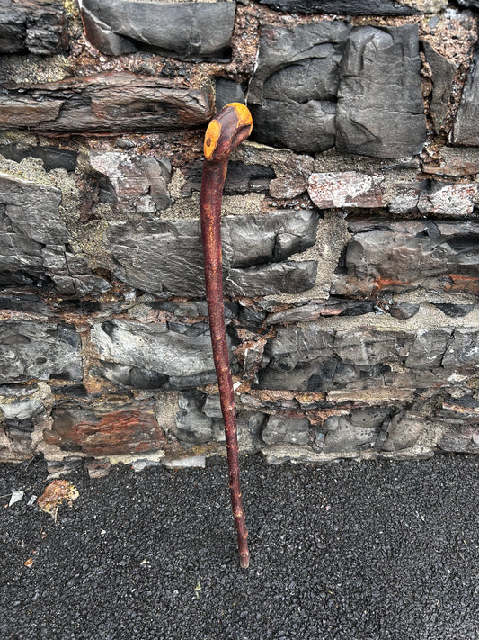 Blackthorn Shillelagh with Large Rugged Handle – 95 cm (37”)