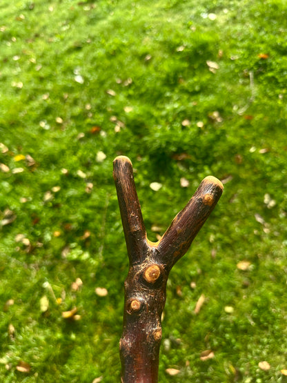 Sold Hazel Walking Stick with Thumb Handle - 106 cm / 41.7 inches