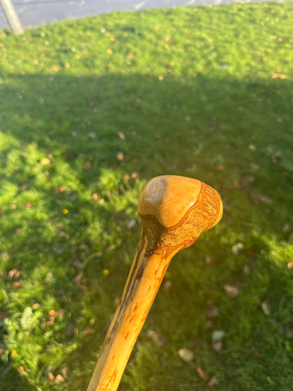 Hazel Walking Stick with Round Handle – 98cm