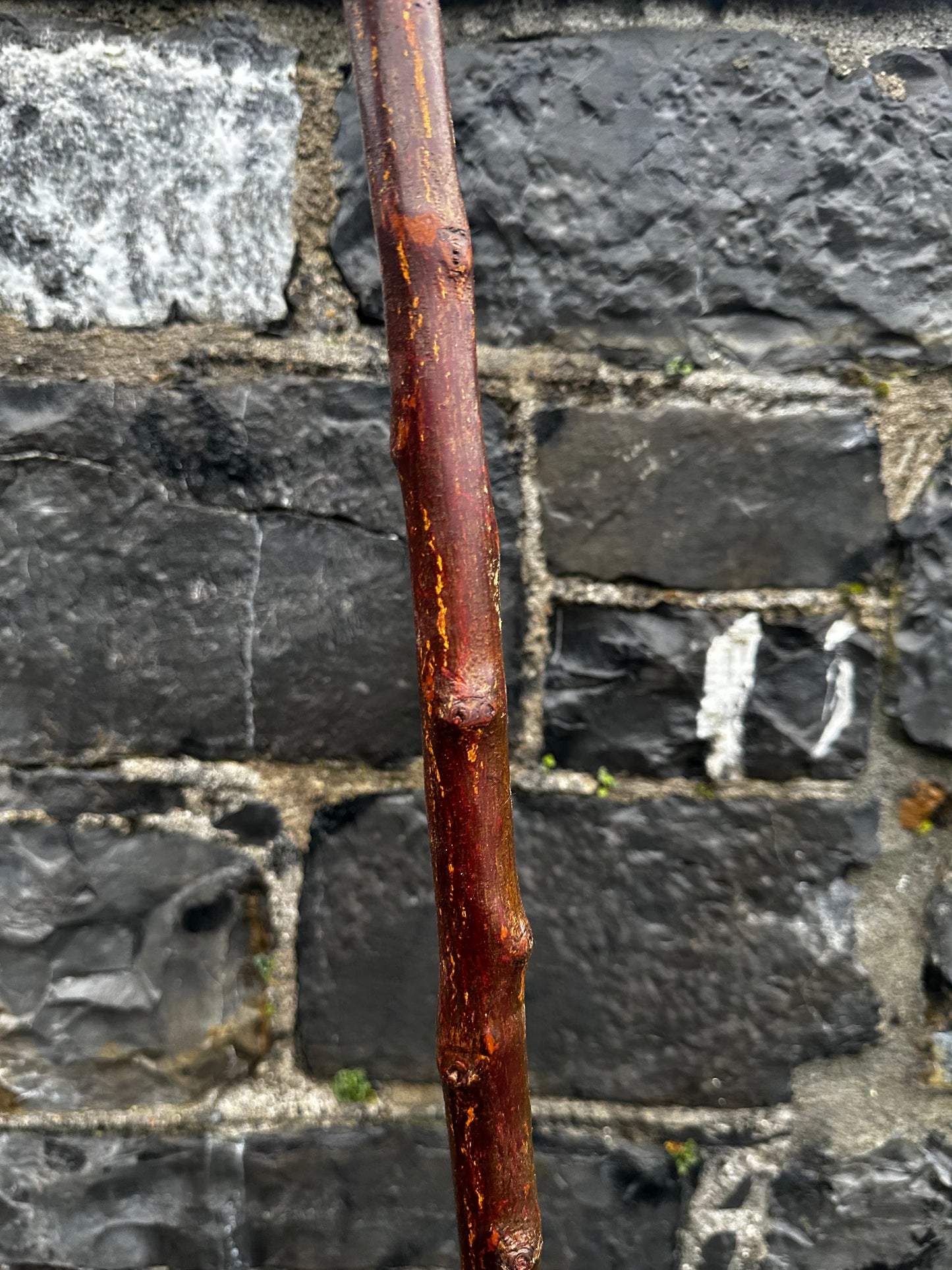 Rugged Blackthorn Walking Stick with Exposed Natural Knob Head – 93 cm (36.6”)