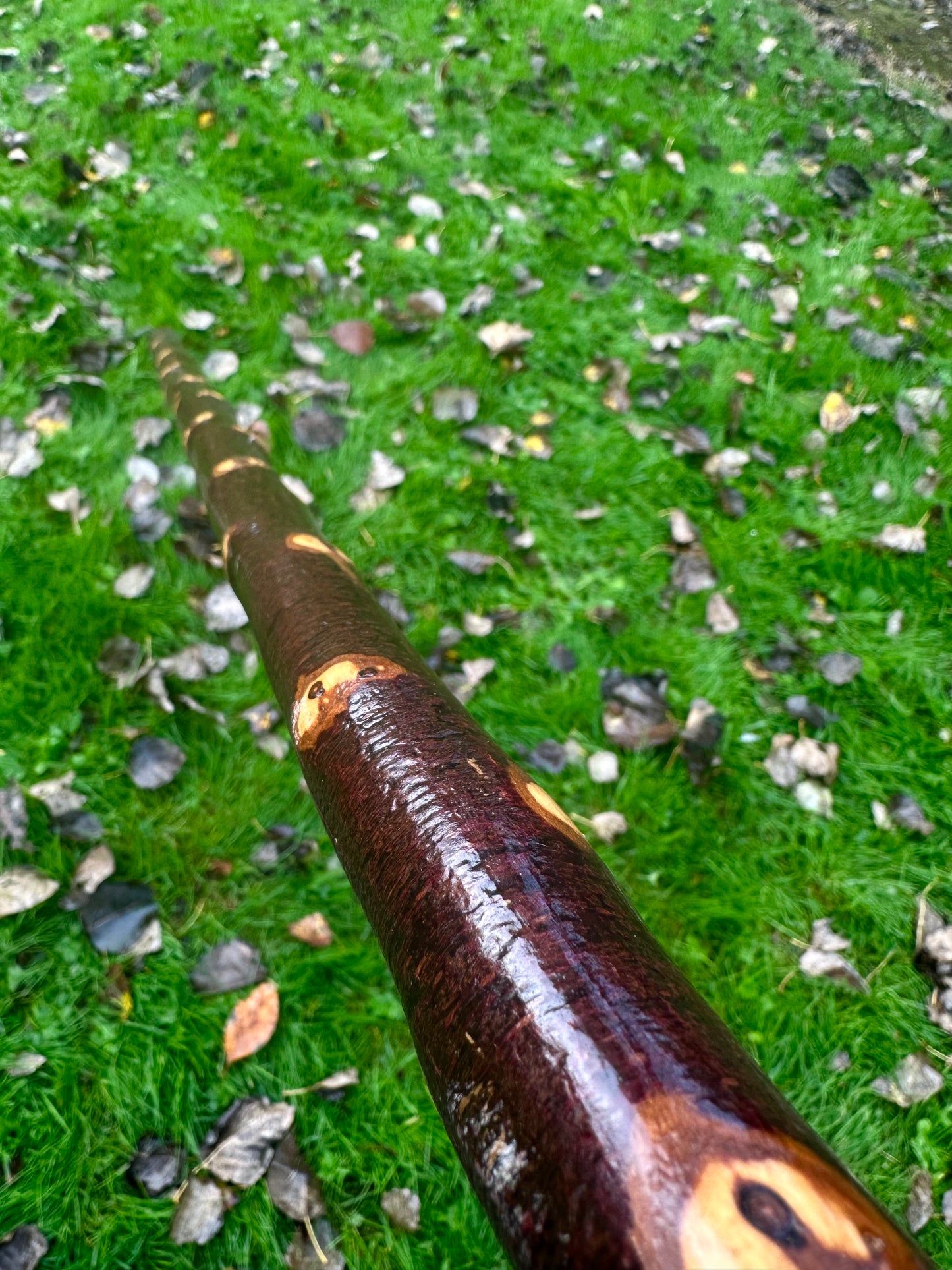 Irish Blackthorn Walking Stick with Knuckles – 40”