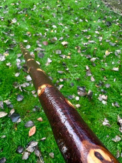 Irish Blackthorn Walking Stick with Knuckles – 40”