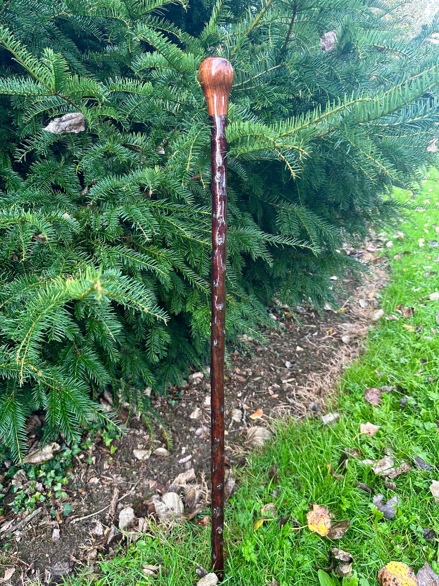 Blackthorn Stick with Spalted Beech Head – 39.5”
