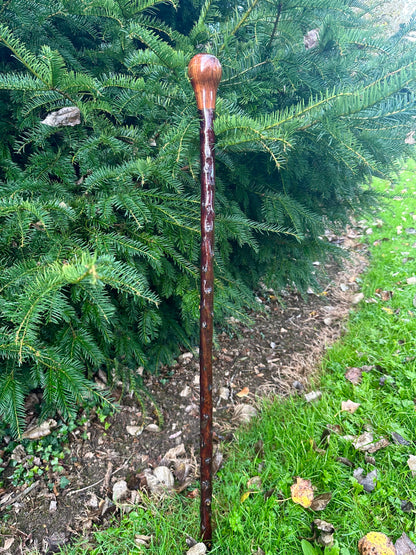 Blackthorn Stick with Spalted Beech Head – 39.5”