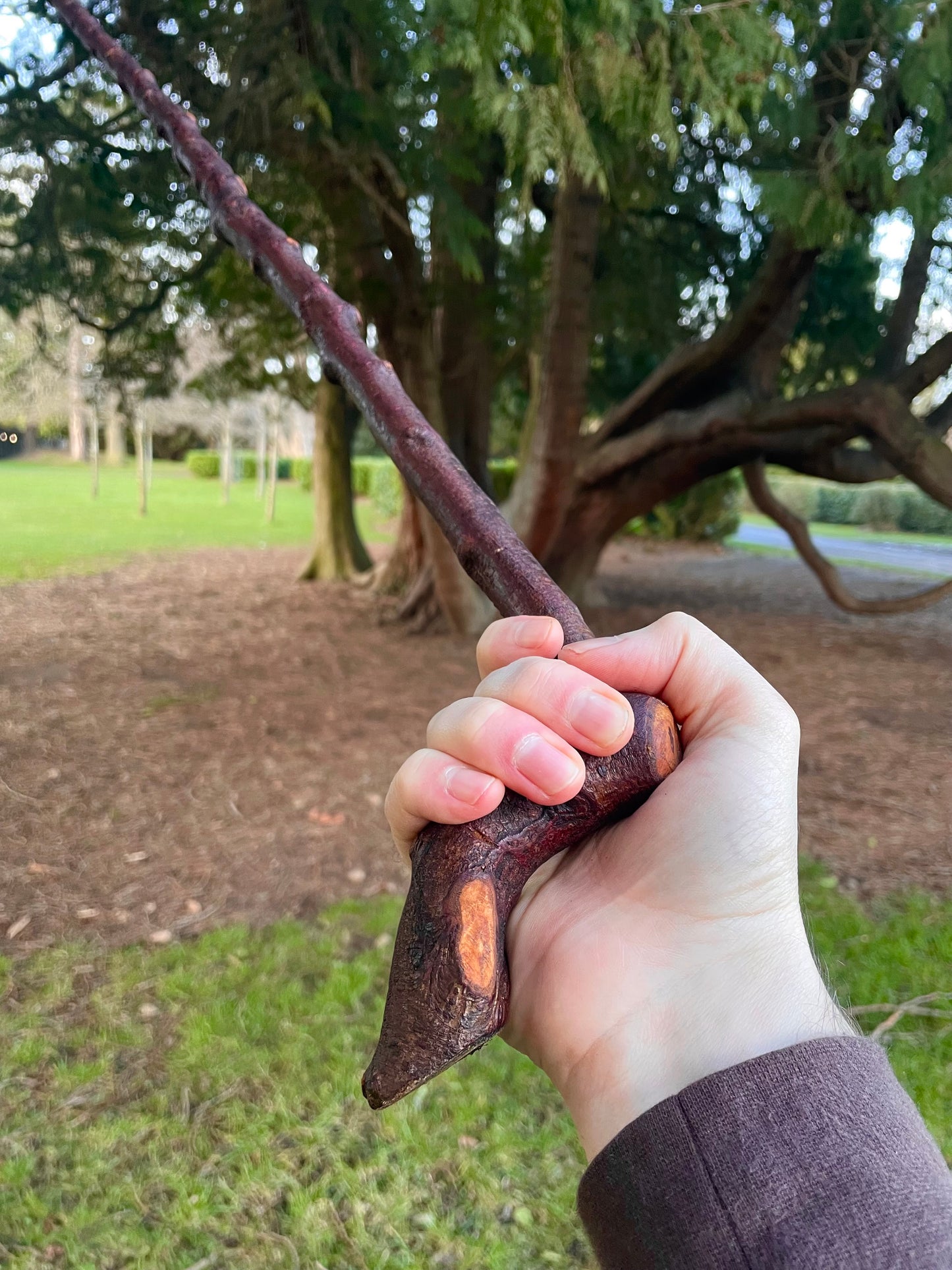 Blackthorn walking stick with sloped Handle