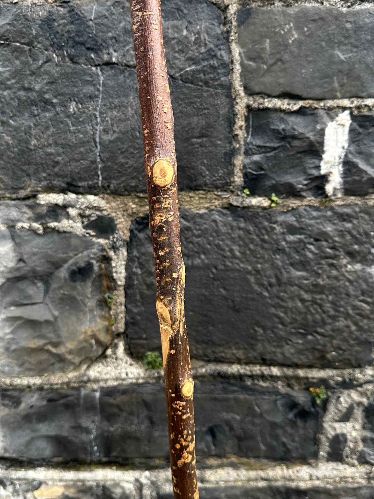 Irish Holly Walking Stick with Small L Handle – 106 cm (41.7”)