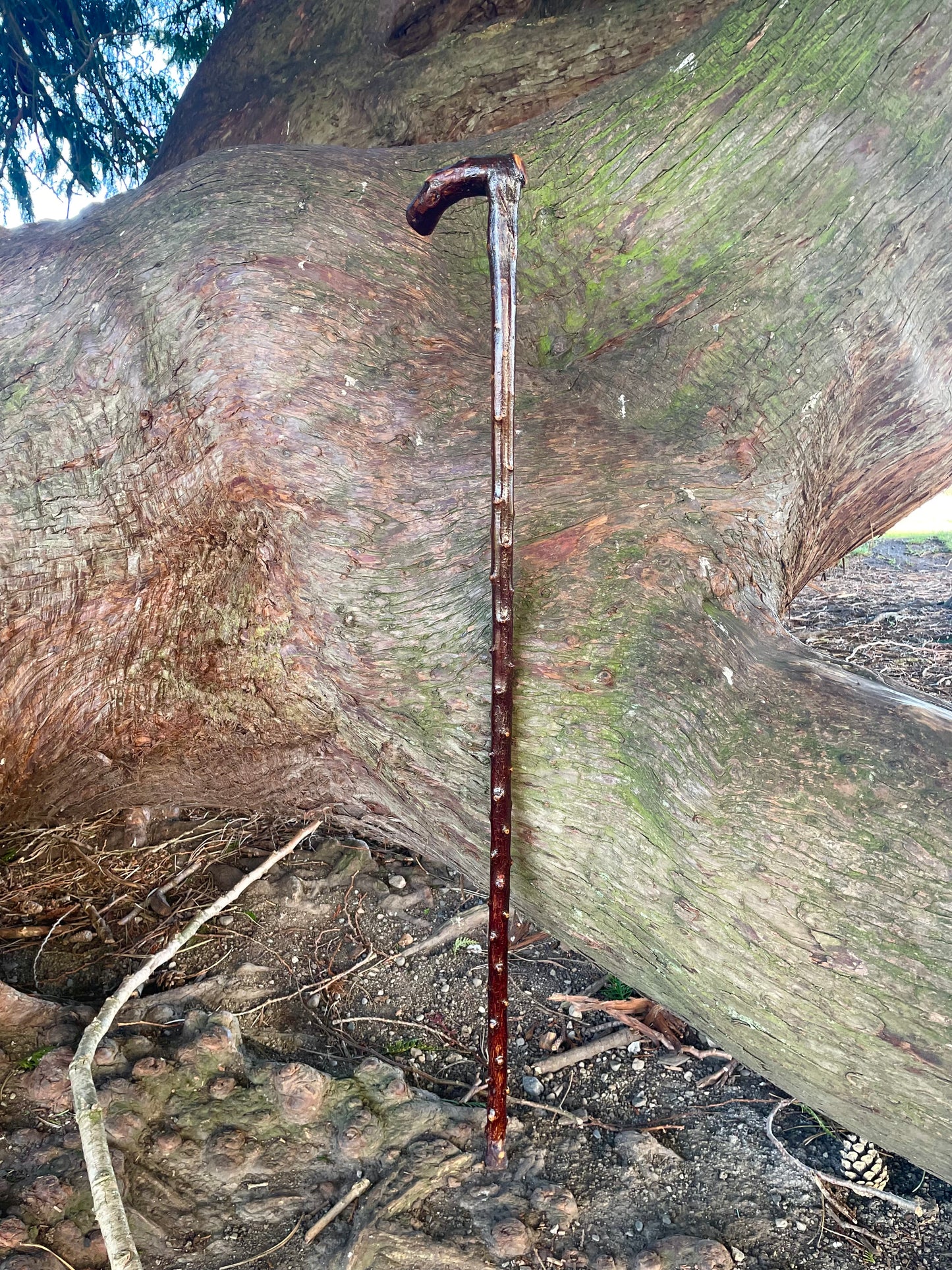 Bumpy Blackthorn walking stick with L Handle