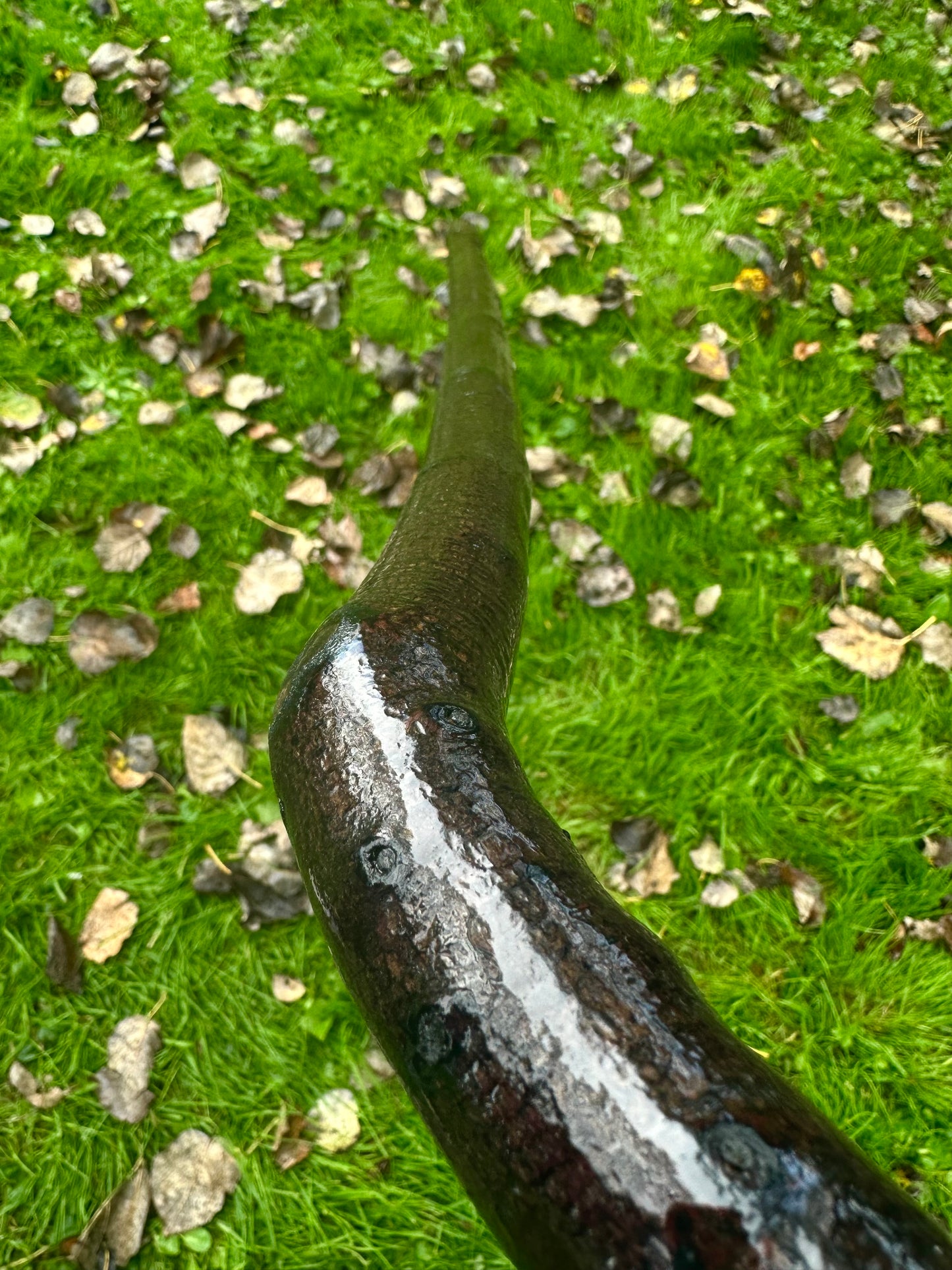 Rare Blackthorn Walking Stick with Purple Heart Head – 39”