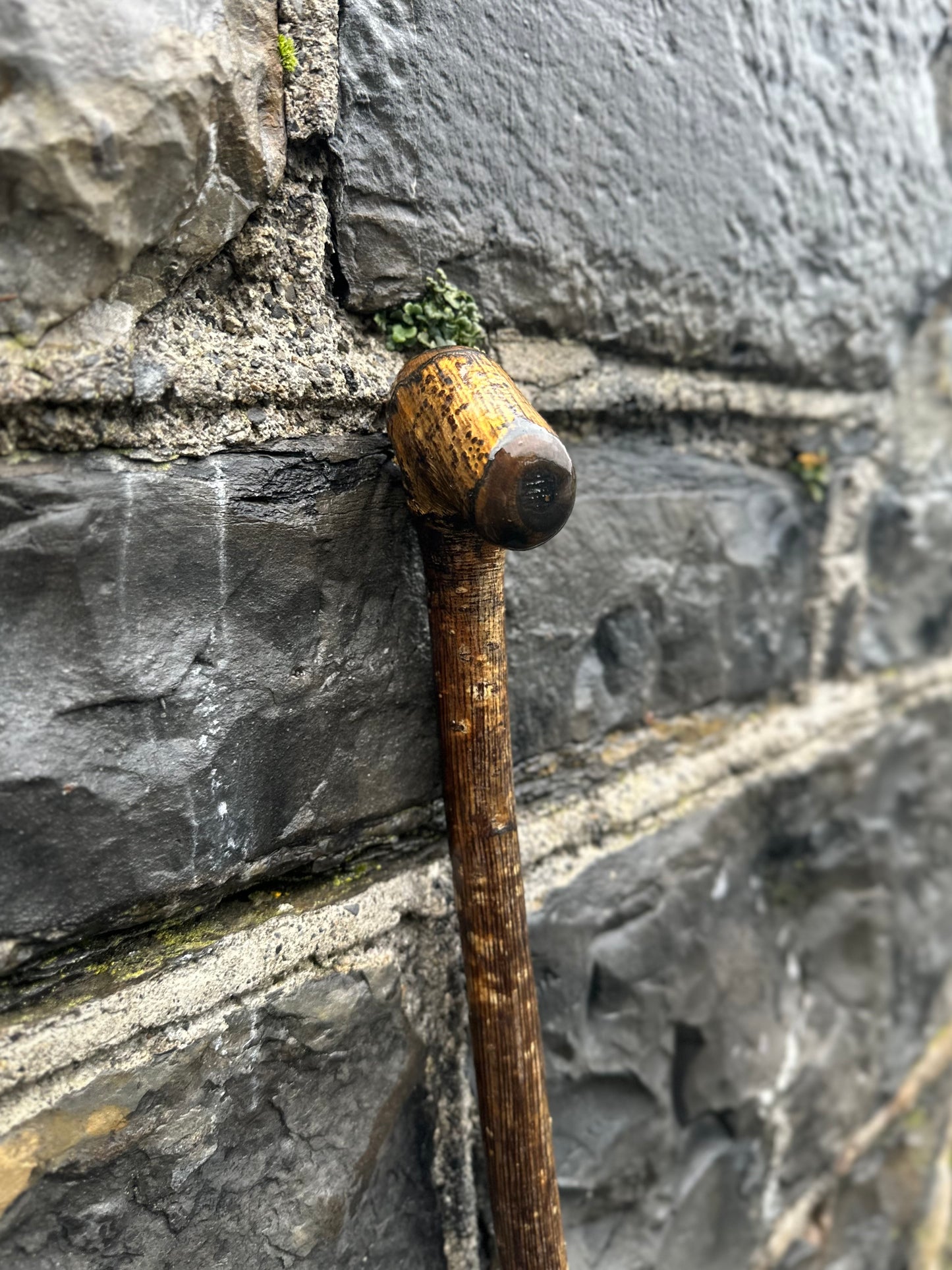 Luxury Hazel Walking Stick with Large Cylindrical Knob Head – 106 cm (41.7”)