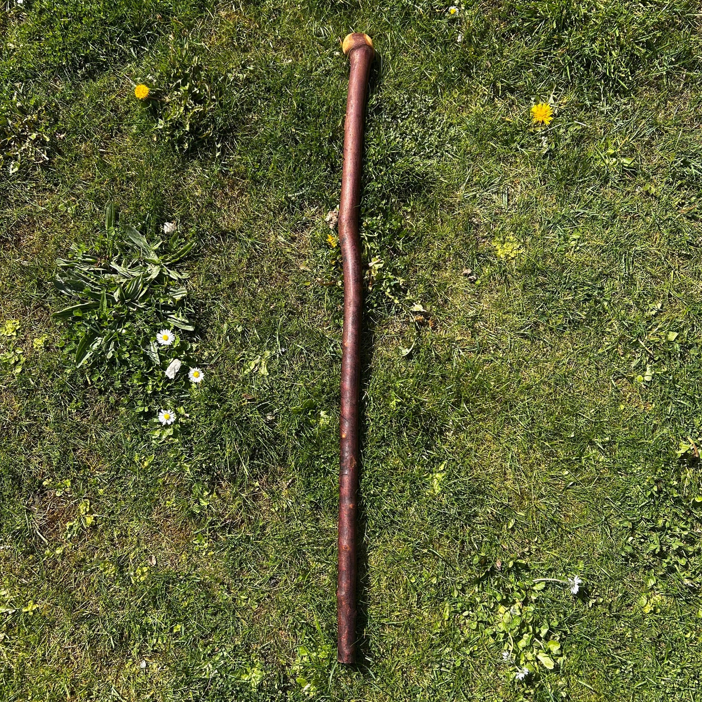 Blackthorn Shillelagh Knob Stick – 96 cm (37.8”)