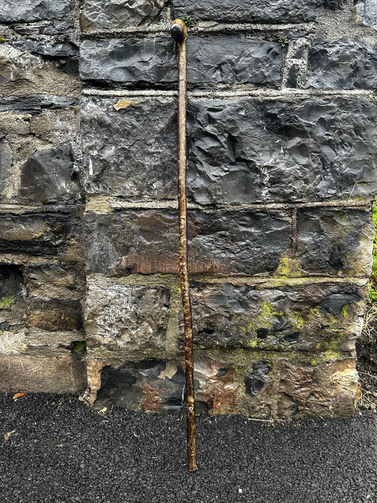 Luxury Hazel Walking Stick with Large Cylindrical Knob Head – 106 cm (41.7”)
