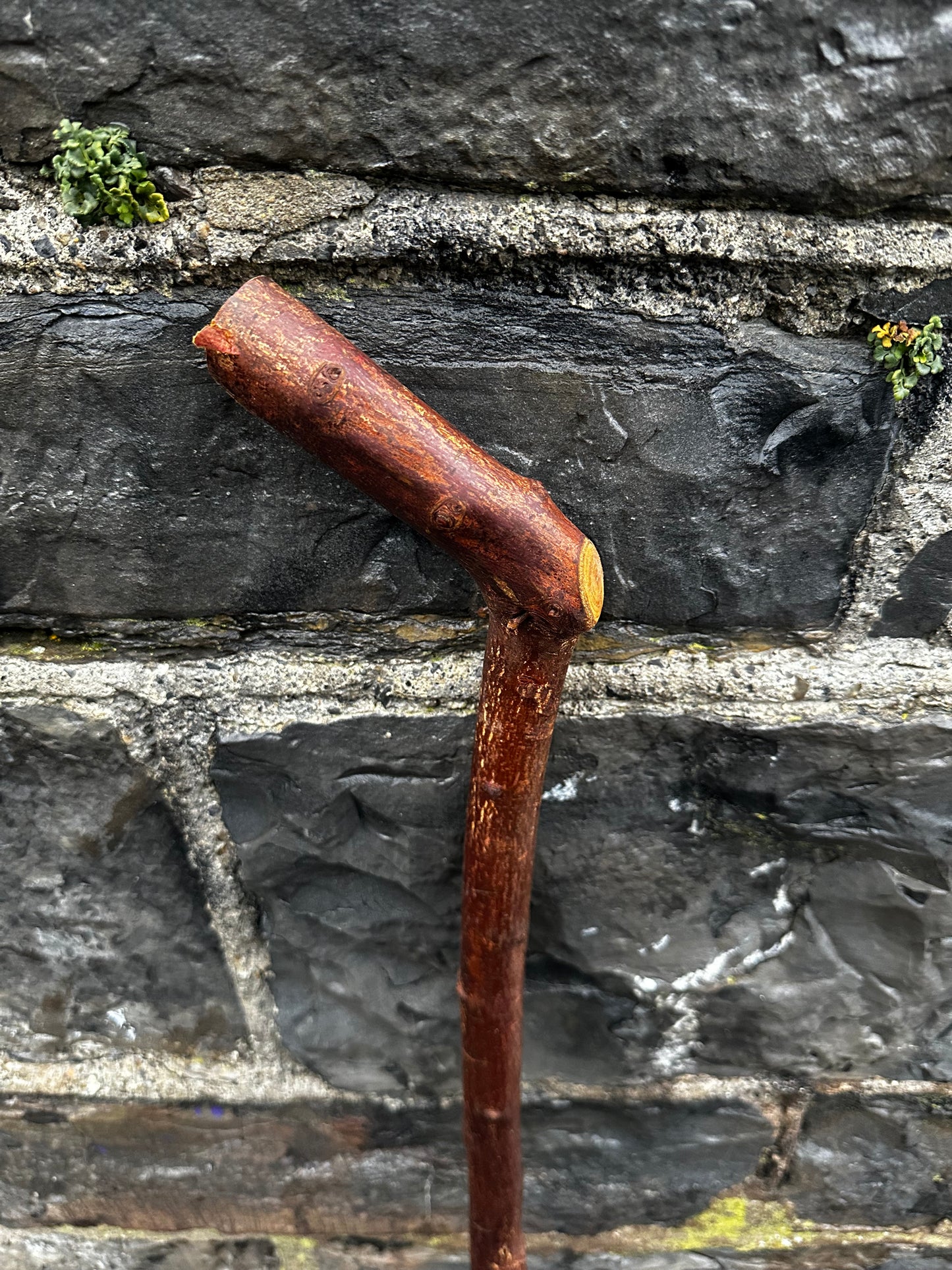 Blackthorn Walking Stick with 45° L-Shaped Handle – 102 cm (40.1”)