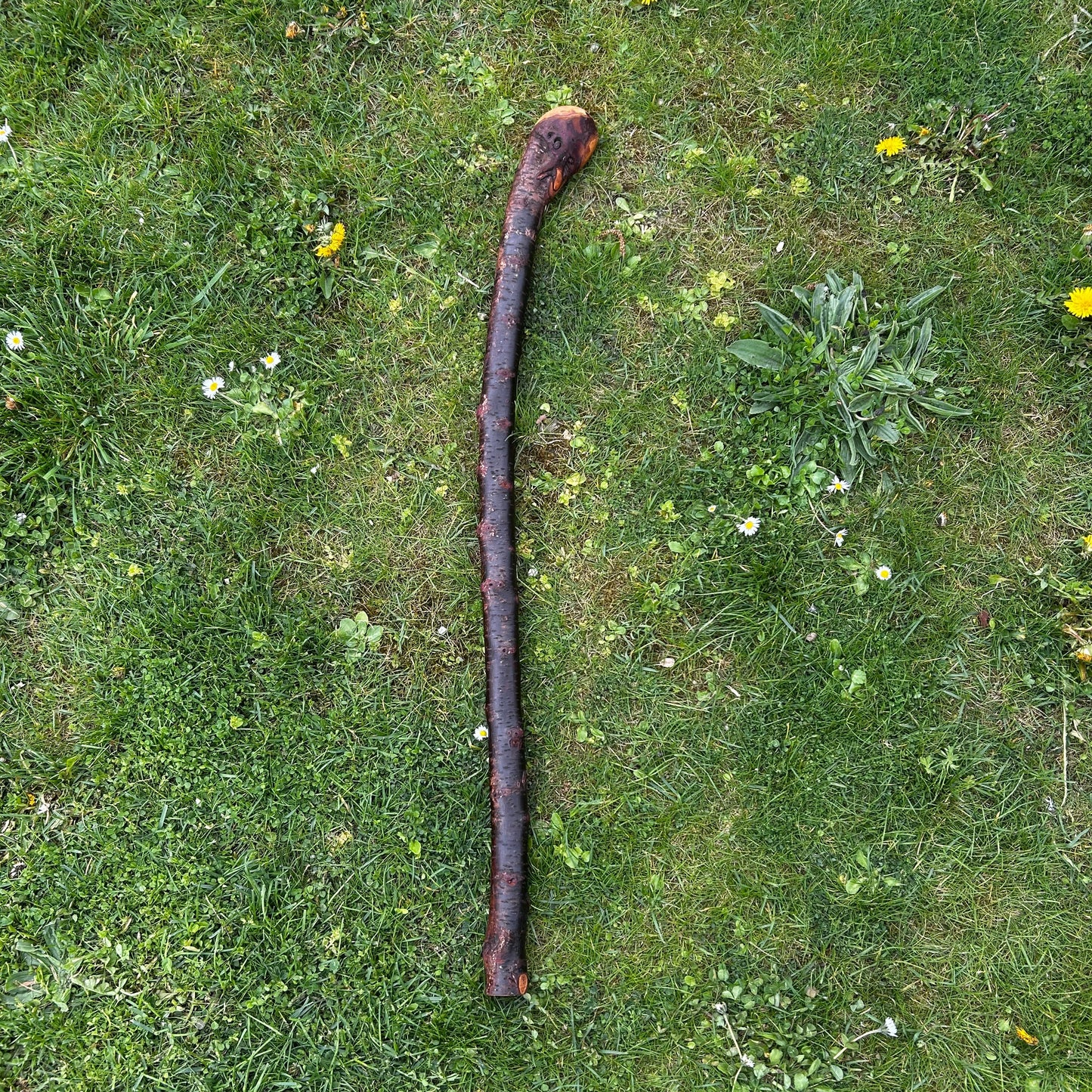 Heavy Gnarly Blackthorn Shillelagh Root Ball Stick – 98 cm (38.5”)