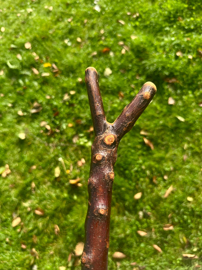 Sold Hazel Walking Stick with Thumb Handle - 106 cm / 41.7 inches