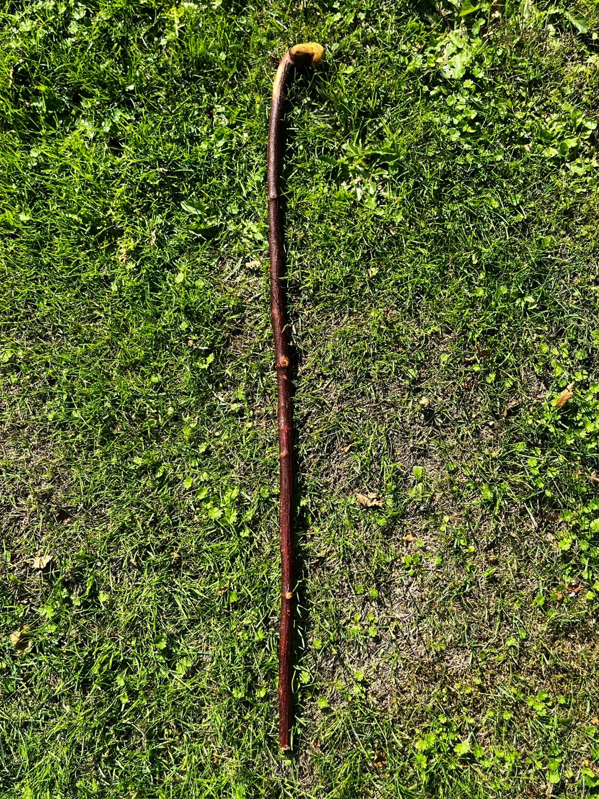 Blackthorn Knob Shillelagh Walking Stick – 91 cm (35.8”)